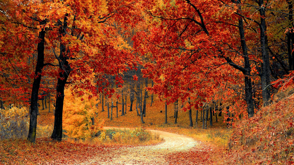 colorful fall trees