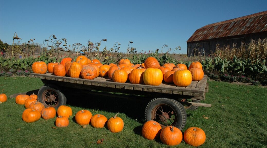 pumpkin patch