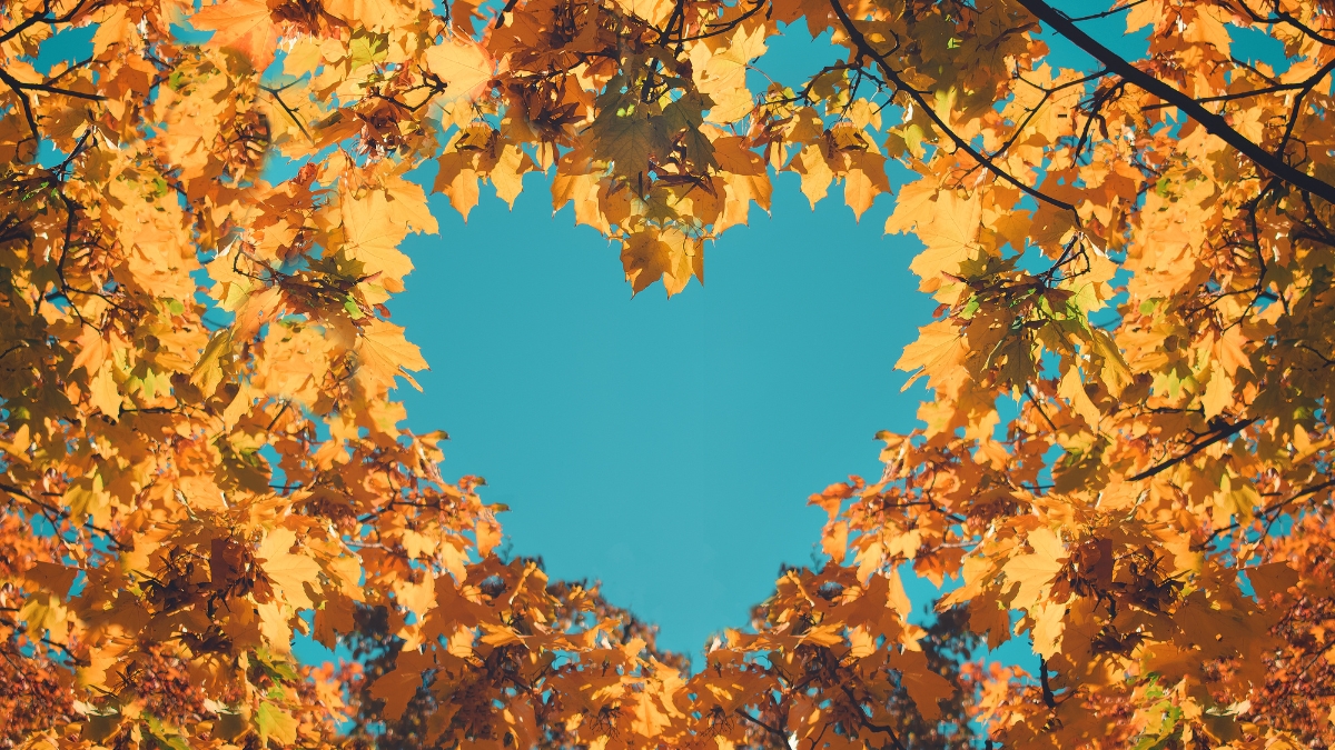 autumn trees heart